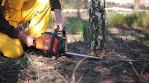 Best Tree Mulching Services  in Plain City, UT