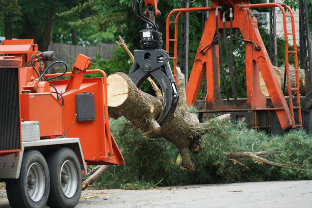 Best Arborist Consultation Services  in Plain City, UT