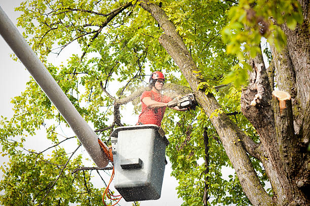 Best Tree Disease Treatment  in Plain City, UT