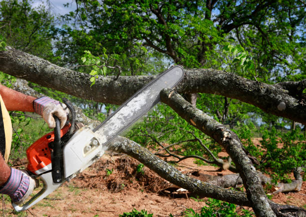 Professional  Tree Services in Plain City, UT